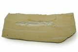 Detailed Fossil Squid (Plesioteuthis) w/ Tentacles - Solnhofen #378001-3